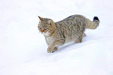 Wildcat (Felis silvestris), juvenile in winter, on the prowl