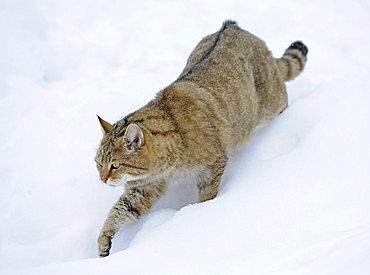 Wildcat (Felis silvestris) in winter, on the prowl