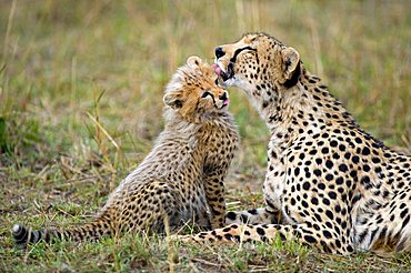 Cheetah (Acinonyx jubatus), female cleaning cub, Masai Mara National Reserve, Kenya, East Africa