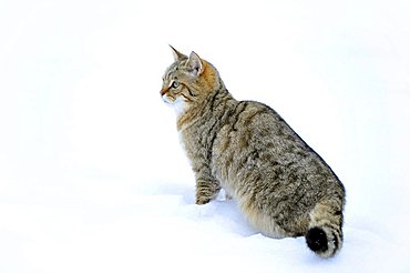 Wildcat (Felis silvestris), juvenile in winter