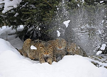 Wildcat (Felis silvestris), juveniles in winter in front of den, snow breakage, thawing