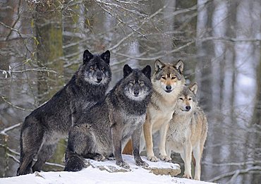 Mackenzie Wolf, Alaskan Tundra Wolf or Canadian Timber Wolf (Canis lupus occidentalis), wolves in the snow