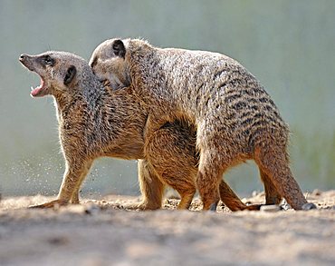 Young Meerkats (Suricata suricatta) wrestling