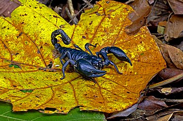 Scorpion, Pandinoratum spec.