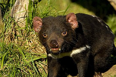 Tasmanien devil, Sarcophilus harrisii, Tasmania, australia