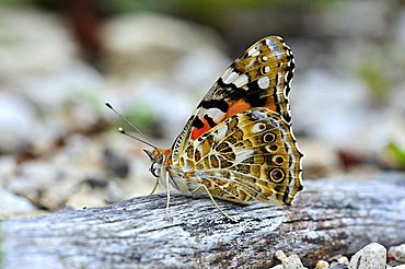 Painted Lady (Vanessa cardui), Swabian Alb, Baden-Wuerttemberg, Germany, Europe