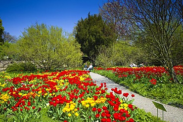 Blooming Tulips (Tulipa) in a park, Weinheim, Baden-Wuerttemberg, Germany, Europe