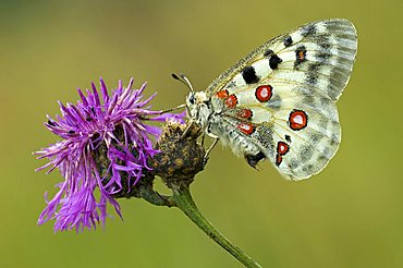 Apollo (Parnassius apollo), Swabian Alb, Baden-Wuerttemberg, Germany, Europe