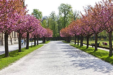 Court Gardens with flowering cherry trees, Wuerzburg Residenz, a Baroque palace, UNESCO World Heritage Site, Wuerzburg, Bavaria, Germany, Europe