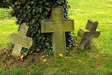 Three old grave crosses at an ivy-covered tree in the cemetery of the village church, Hohenkirchen, Mecklenburg-Western Pomerania, Germany, Europe