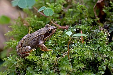 Frog, Rana arvalis