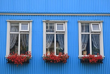 Window boxes with flowers, traditional Icelandic corrugated iron house, Reykjavik, Iceland, Europe