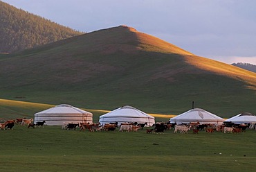 In the evenin sheep and goats are driven in a large herd near the yurt camp or ger camp, grasslands on the Orkhon waterfall, Orkhon Khuerkhree, Kharkhorin, Oevoerkhangai Aimak, Mongolia, Asia