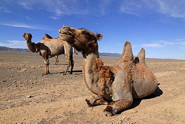 Mongolian Camels (Camelus ferus), sitting and standing in the Gobi Desert, Gurvan Saikhan National Park, Oemnoegov Aimak, Mongolia, Asia