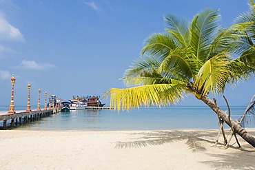 Palm tree on the sandy beach of Victory Beach, Sihanoukville, Cambodia, Indochina, Southeast Asia