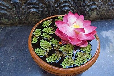 Lotus flower (Nelumbo nucifera), sacrificial offering, Bopha Angkor Hotel, Siem Reap, Cambodia, Indochina, Southeast Asia, Asia