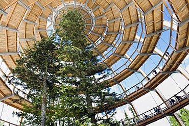 Tree tower, treetop walkway, Bavarian Forest National Park, Neuschoenau, Lower Bavaria, Germany, Europe