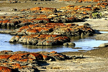 Stromatolites, Earth's oldest fossils, Hamelinbay, Northwest Australia