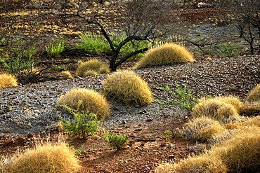 Spinifex grass, Pilbara, Northwest Australia