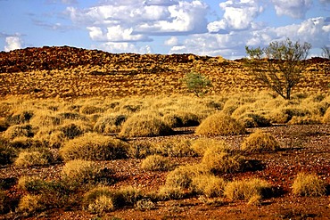 Spinifex grass landscape, Pilbara, Northwest Australia