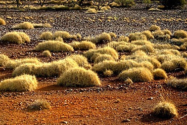 Spinifex grass landscape, Pilbara, Northwest Australia