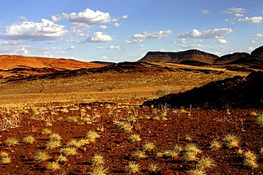 Spinifex grass landscape, Pilbara, Northwest Australia