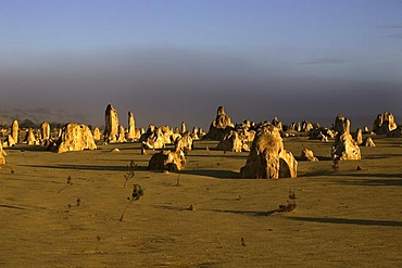 Pinnacle sandstone formations, Nambung National Park, Western Australia, Australia