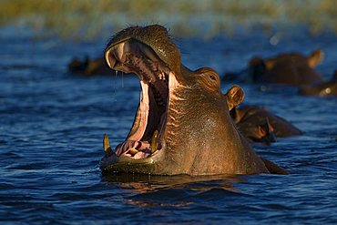 Hippo (Hippopotamus amphibius) yawning, Chobe National Park, Botswana, Africa