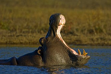 Hippo (Hippopotamus amphibius) yawning, Chobe National Park, Botswana, Africa