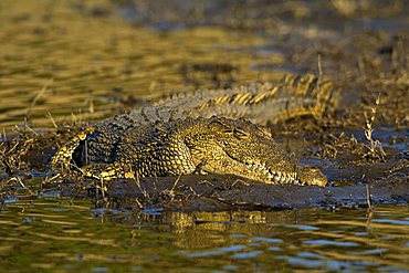 Nile Crocodile (Crocodylus niloticus) on the banks of Chobe River, Chobe National Park, Botswana, Africa