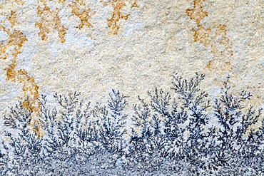 Solnhofen limestone with dendrites, Solnhofen, Bavaria, Germany, Europe