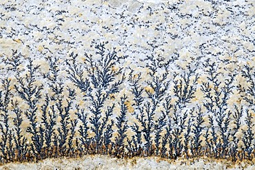 Solnhofen limestone with dendrites, Solnhofen, Bavaria, Germany, Europe