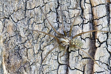 Common house spider (Tegenaria atrica), Schwaz, Tyrol, Austria, Europe