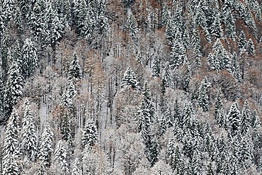 Mixed forest in winter, Achenkirch, Karwendel Mountains, Tyrol, Austria, Europe