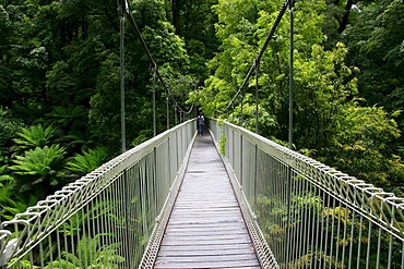 Tarra Bulga National Park, Victoria, Australia