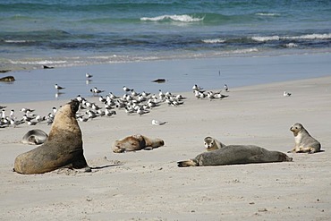 Australian sea lions (Neophoca cinerea) in Seal Bay, Kangaroo-Island, South Australia, Australia