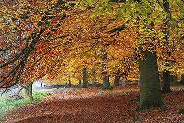 Beech tree (Fagus sylvatica) forest in autumnal colours with trail