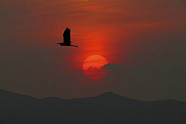 Heron, sunset