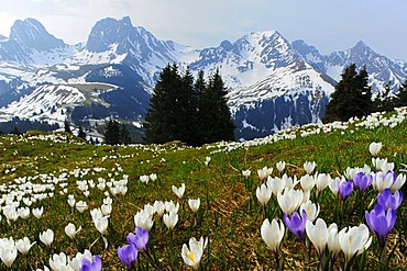 Blooming crocuses (Crocus vernus) near the Gurnigel Pass, the snowy Alps at the back, Bern, Switzerland, Europe