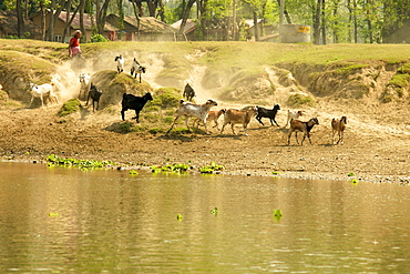 Goats jumping down an embankment to ford the river, followed by a cloud of dust, Chitwan National Park, Nepal, Asia