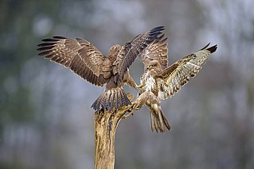 Common Buzzards (Buteo buteo) fighting, Swabian Alb, Baden-Wuerttemberg, Germany, Europe