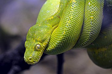 Green Tree Python (Morelia viridis)