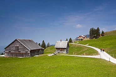 Mountain pasture of the Alpstein mountain range at springtime, viewed towards Mt Faenerenspitz, Appenzell, Switzerland, Europe