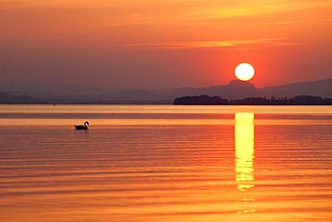 Lonesome swan swimming during sunset on Lake Constance looking at the Hegau landscape, Hegne, Baden-Wuerttemberg, Germany, Europe