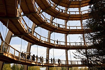 Tree-top walk, Neuschoenau, Bavarian Forest National Park, Lower Bavaria, Bavaria, Germany, Europe