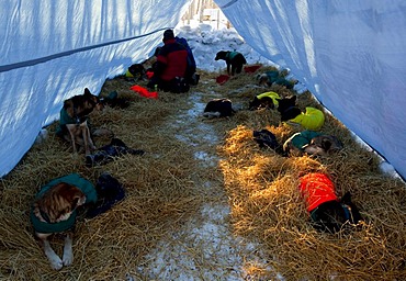 4 time champion Hans Gatt massaging his dogs, 36-hour layover, Dawson City, Yukon Quest 1, 000-mile International Sled Dog Race 2010, Yukon Territory, Canada