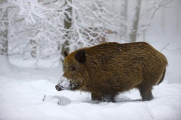 Wild Boar (Sus scrofa) in snow-covered forest, Swabian Alb, Baden-Wuerttemberg, Germany, Europe