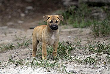 Dingo or Warrigal (Canis lupus dingo), puppy, Fraser Island, Queensland, Australia