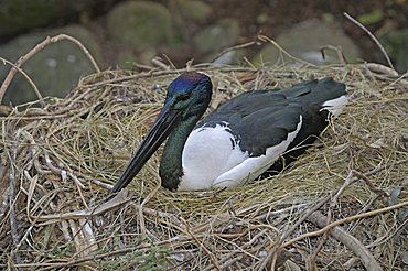 Black-necked Stork (Ephippiorhynchus asiaticus), in nest, Queensland, Australia