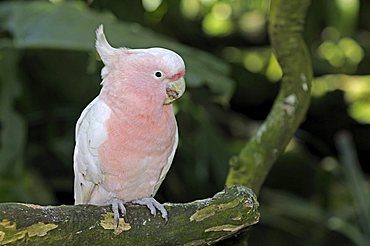 Double eyed Fig Parrot (Cyclopsitta diophthalma), very rare bird, Queensland, Australia